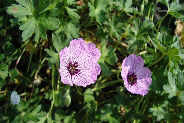 Geranium sanguineum `Max Frei` - Ooievaarsbek