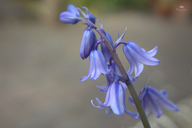 Hyacinthoides non scripta - Boshyacint