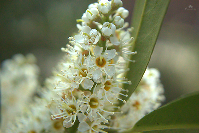 Laurus nobilis - Laurier 