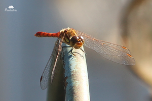 Libelle en waterjuffers