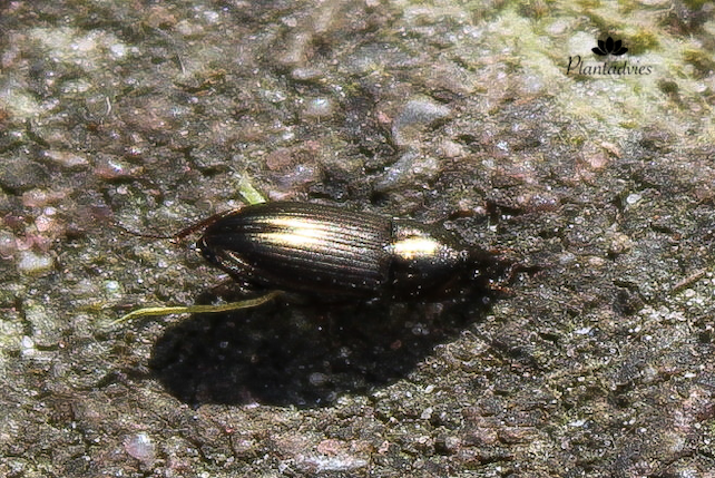 loopkever-bosgrond loopkever-bosgrond