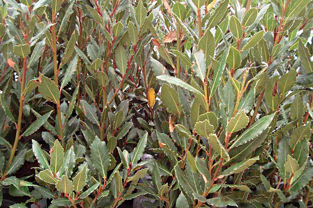 Laurus nobilis - Laurier