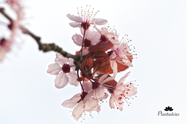 Prunus