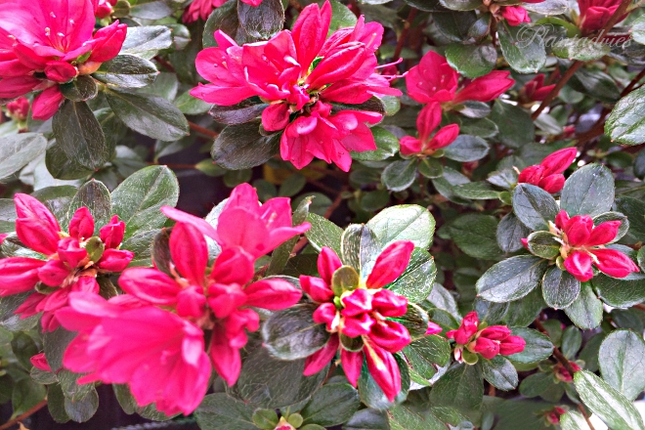 Rhododendron Hino-crimson - Rododendron