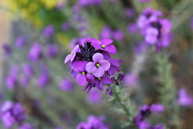 Erysimum linifolium Bowles Mauve - Steenraket