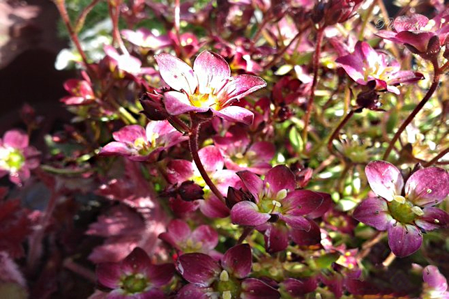 Saxifraga Peter Pan - Steenbreek