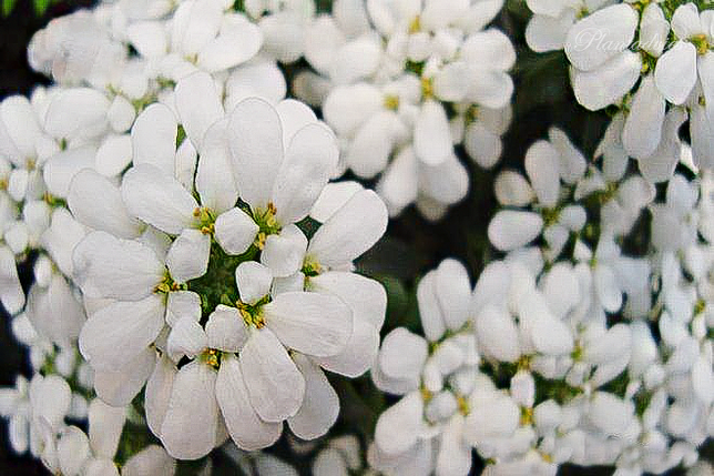 Iberis sempervirens - Scheefkelk