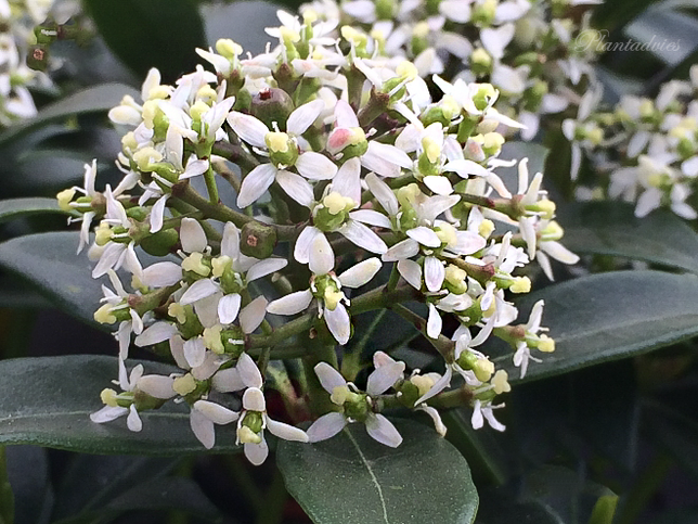 Skimmia japonica Red Riding Hood - Skimmia