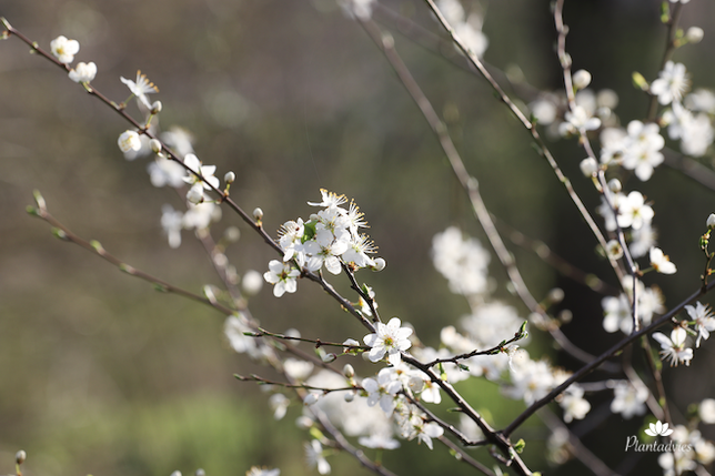 Prunus spinosa - Sleedoorn