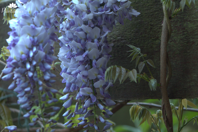 Wisteria - Blauwe regen
