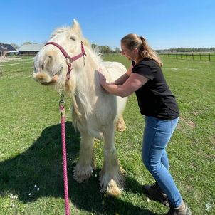 Behandeling paard