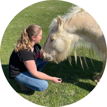 Behandeling paard