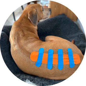 Behandeling hond taping