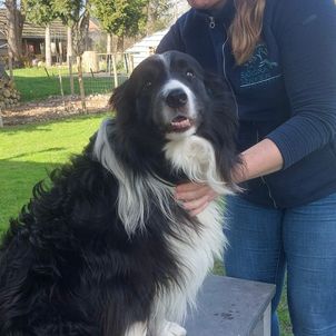 Behandeling hond