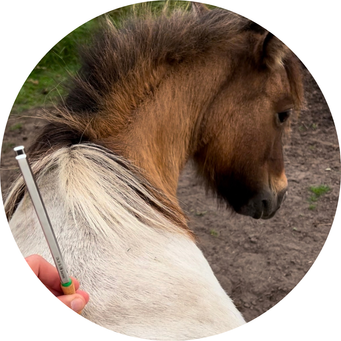 Behandeling paard stemvorken