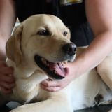Behandeling hond