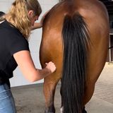 Behandeling paard