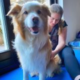 Behandeling hond