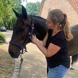 Behandeling paard