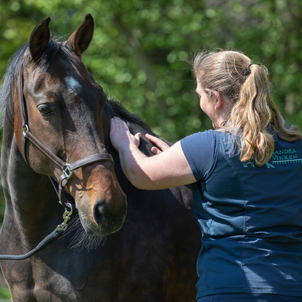 Behandeling paard