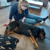 Behandeling hond