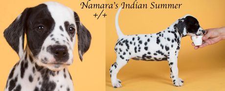 Namara's Indian Summer