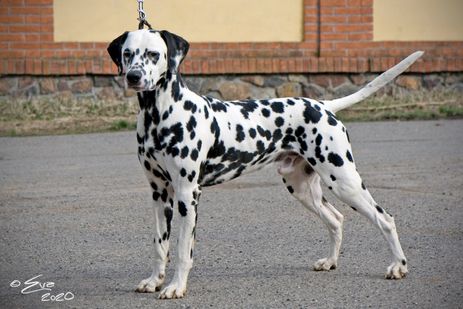 Fabulous Imagination Sunset Dalmatian