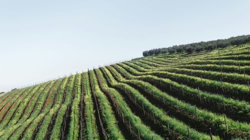 Stellenbosch wijn Zuid-Afrika