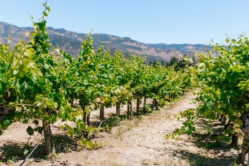 Sonoma County wijn uit Amerika