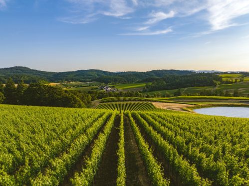 Willamette Valley wijn uit Amerika