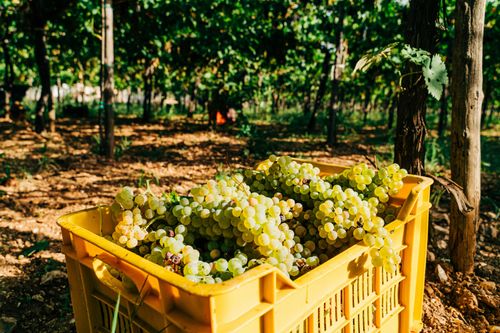 Wijn uit Puglia Primitivo Italië 