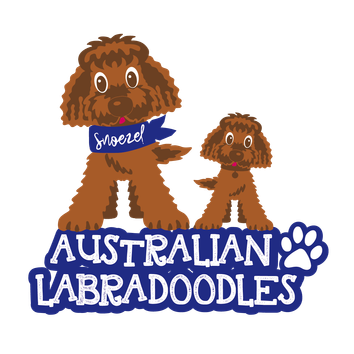 Snoezel Australian Labradoodles