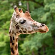 close-up of giraffe