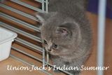 Union Jack's Indian Summer