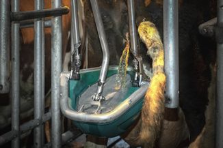 CowToilet urinatie zoom