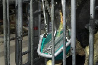 CowToilet urinatie