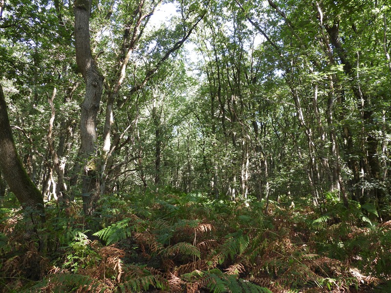 Eiken-beukenbos Steenheuvel (E.van Asseldonk)