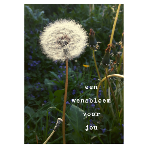 Postkaart Wensbloem € 1,50