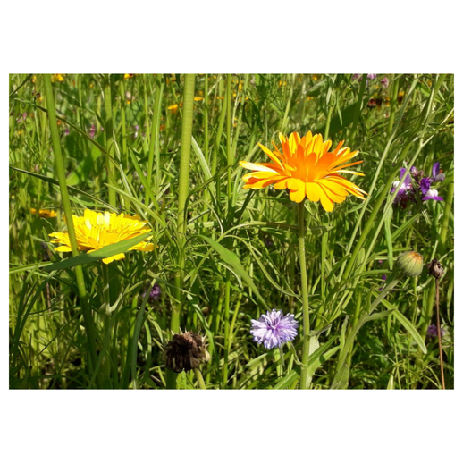 Postkaart Goudsbloemen € 1,50