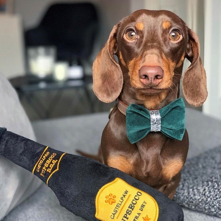 Sausage dog new arrivals bow tie