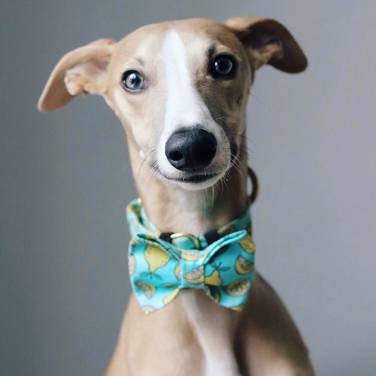 Whippet tie sales