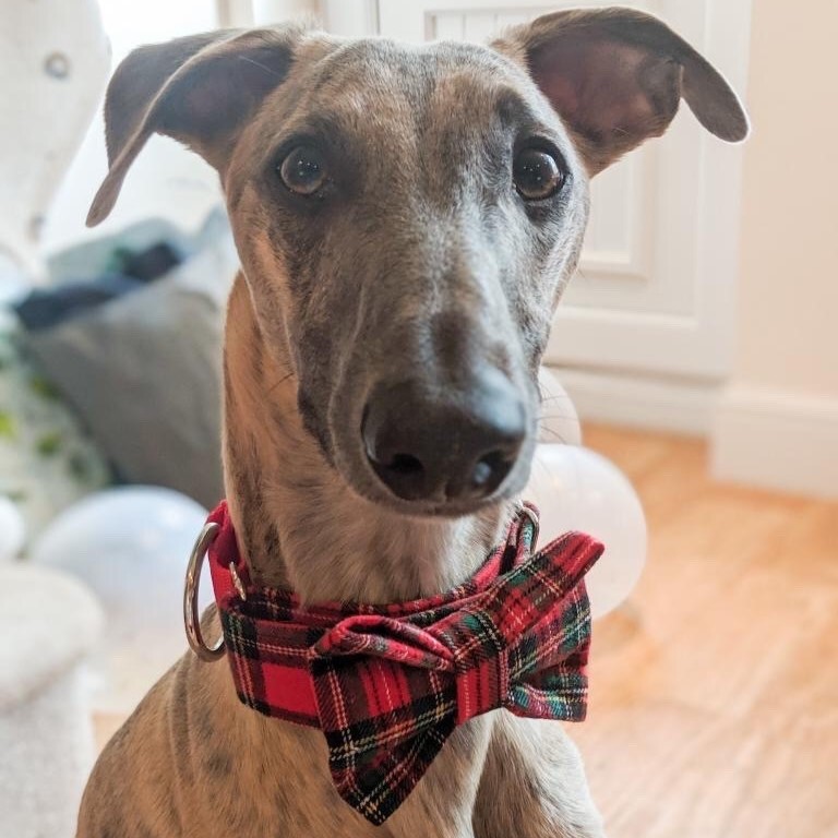 Tartan bow best sale tie for dogs