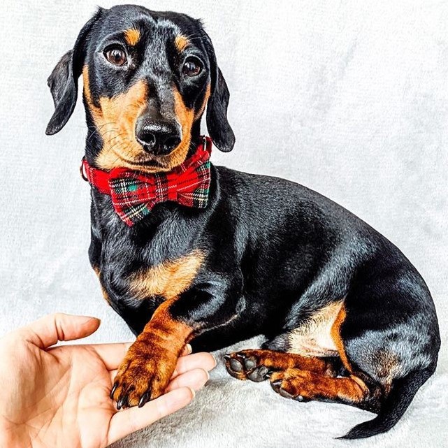 Sausage dog shop bow tie