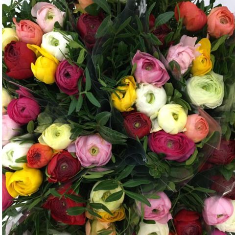 Rose ranuncoli tulipani » Fiorista a Tolmezzo. Acquisto online, invio e  consegna a domicilio di fiori e piante a Tolmezzo.