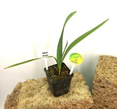 ᐅ Eine Yucca Palme Im Garten Halten - Hilfreiche Tipps