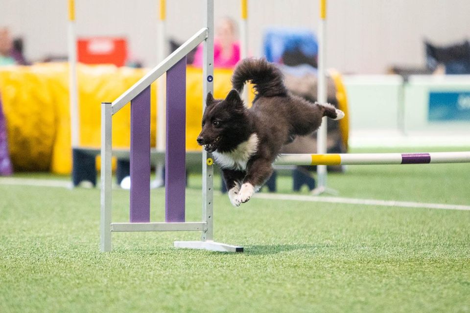 One agility cheap