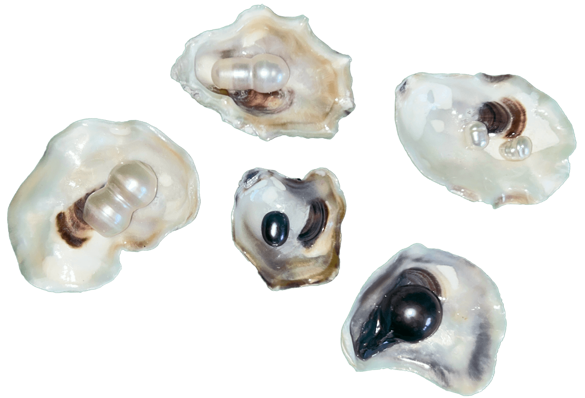 oyster swing earrings④ Oysters 4 Crocs #29 - ipearly.store