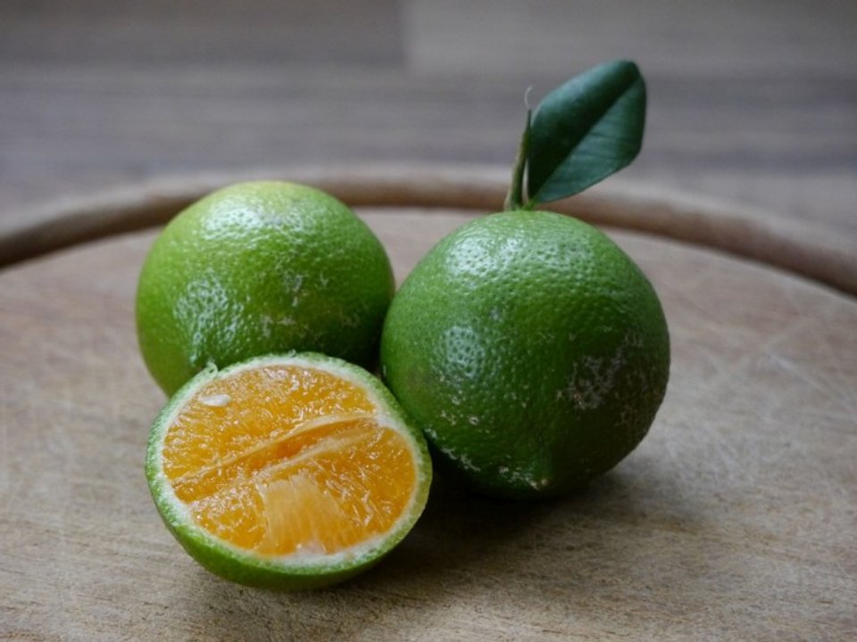 Citrus Rangpur