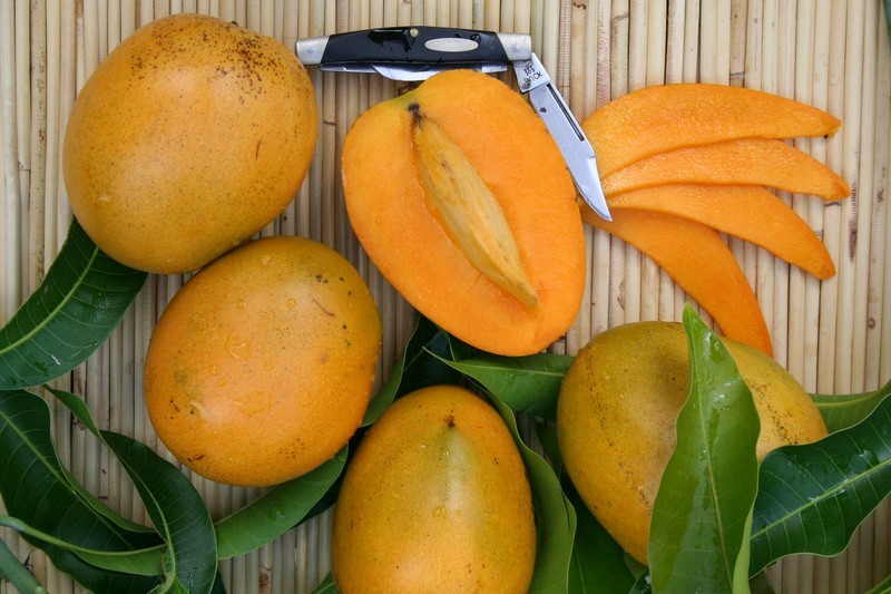 Palwe Mangoes Fibreless St Lucian Mangoes My Exotic Fruit The UK s Leading Exotic Fruit Retailer
