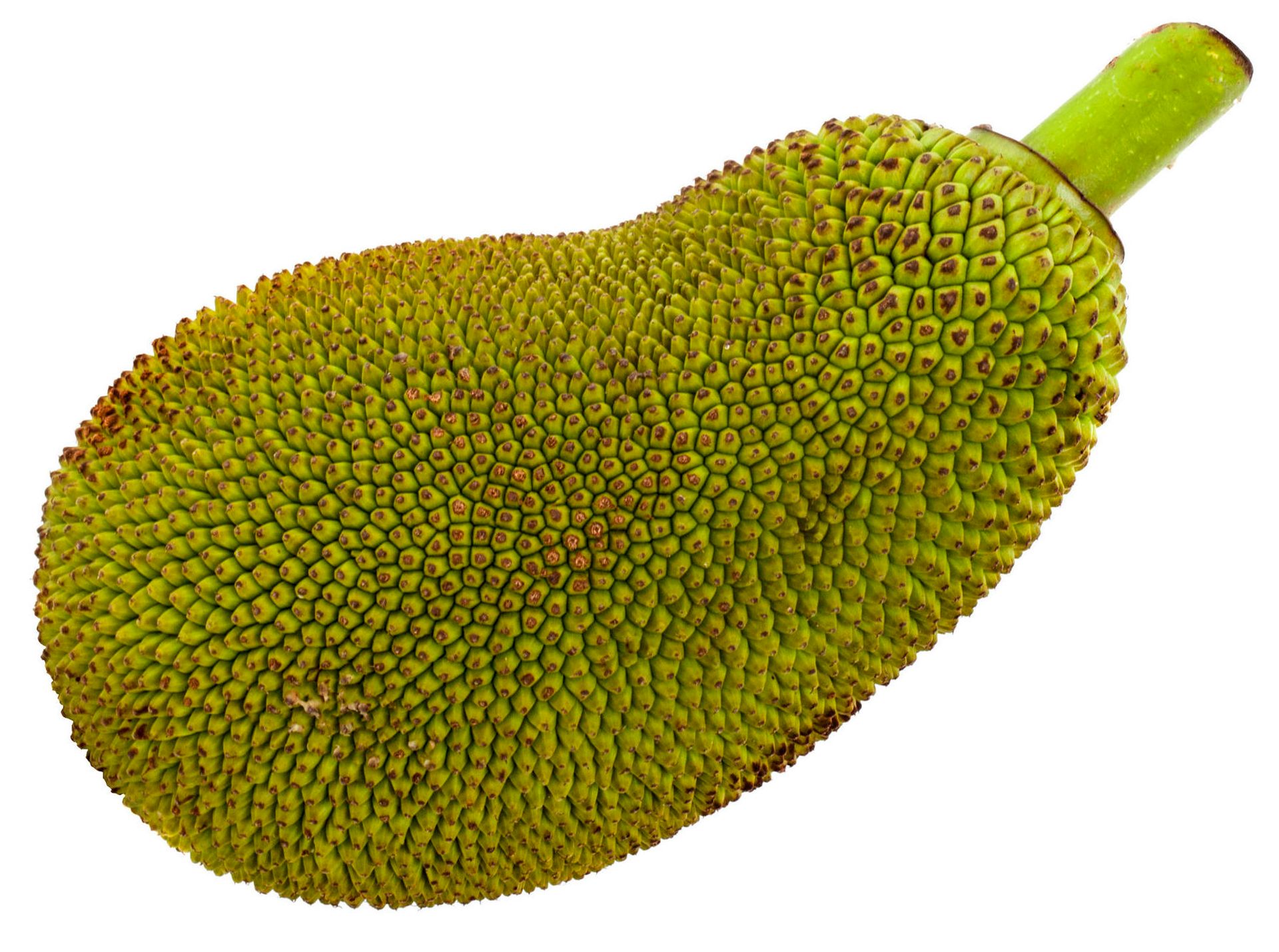 Jackfruit - whole jackfruit - MyExoticFruit - The UKs leading Exotic Fruit  Retailer